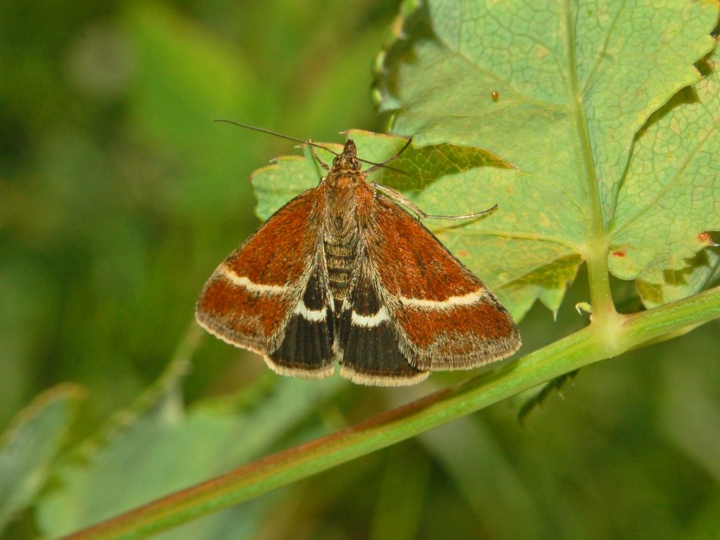 Una Pyrausta (credo) da determinare